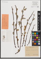 Foto von Salix L.